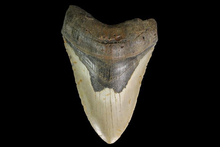 Fossil Megalodon Tooth - North Carolina #147523
